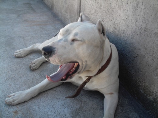 bostezando el jacko